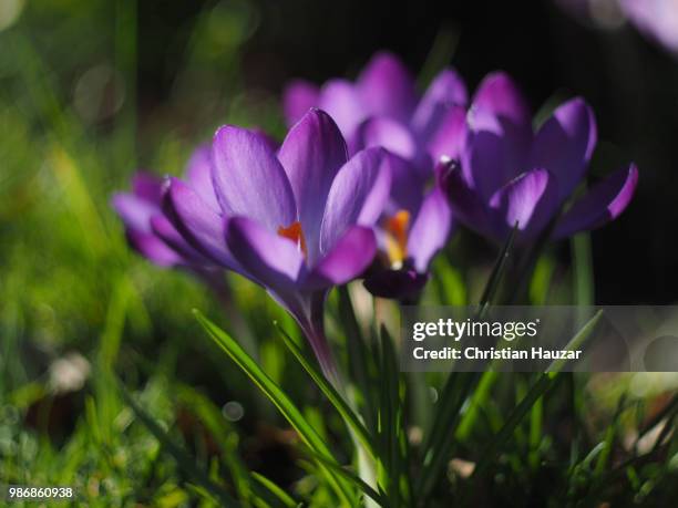 spring forward - hocus crocus 1 - spring forward stock pictures, royalty-free photos & images