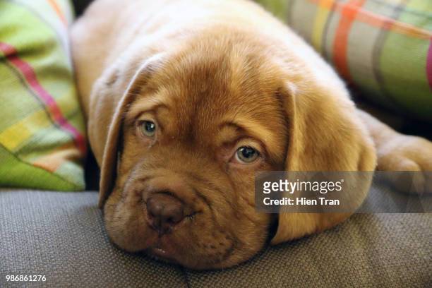 jake... - french mastiff stock pictures, royalty-free photos & images