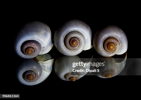 Shells Shells