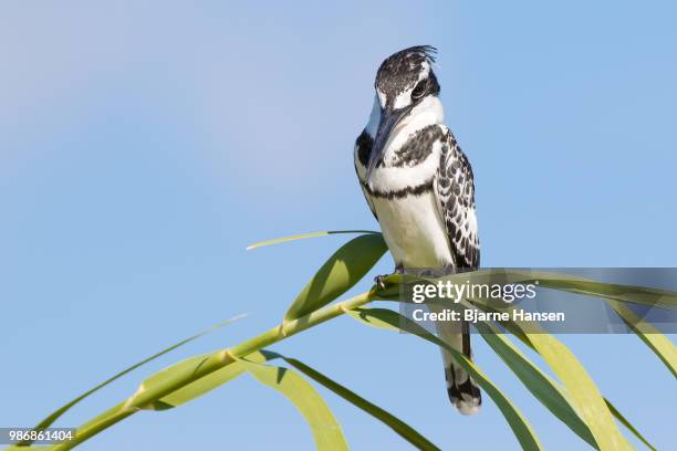 dignity - pied kingfisher ceryle rudis stock pictures, royalty-free photos & images