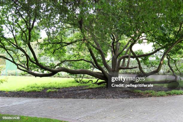 secular tree - secular stock pictures, royalty-free photos & images