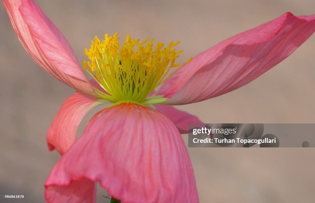 The love of pink and yellow