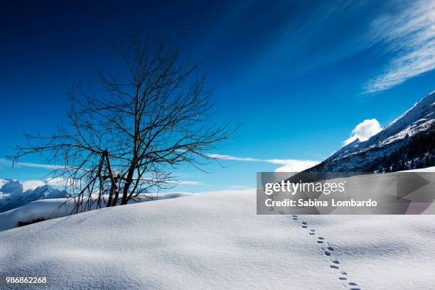 leggerezza - leggerezza stockfoto's en -beelden