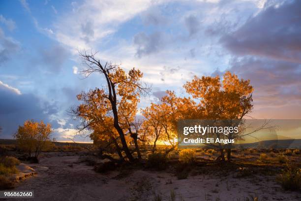 cottonwood sunset - cottonwood imagens e fotografias de stock