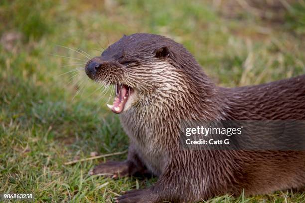 a yawning otter. - europäischer fischotter stock-fotos und bilder