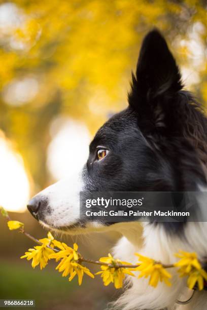 a sheepdog. - mackinnon stock pictures, royalty-free photos & images