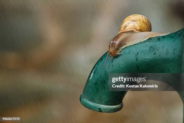 snail in the rain - comportamientos de la flora fotografías e imágenes de stock