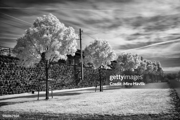 208 Miro (Tree) Stock Photos, High-Res Pictures, and Images - Getty Images