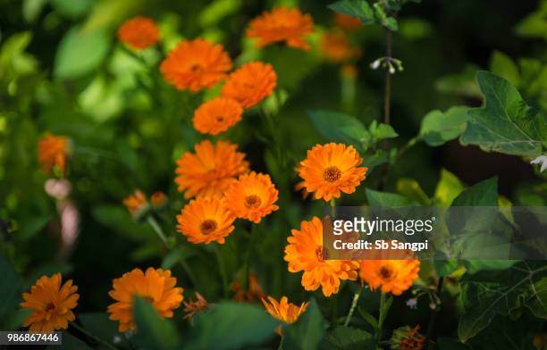 in the garden - pot marigold stock pictures, royalty-free photos & images