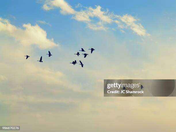 free birds - birds flying - fotografias e filmes do acervo