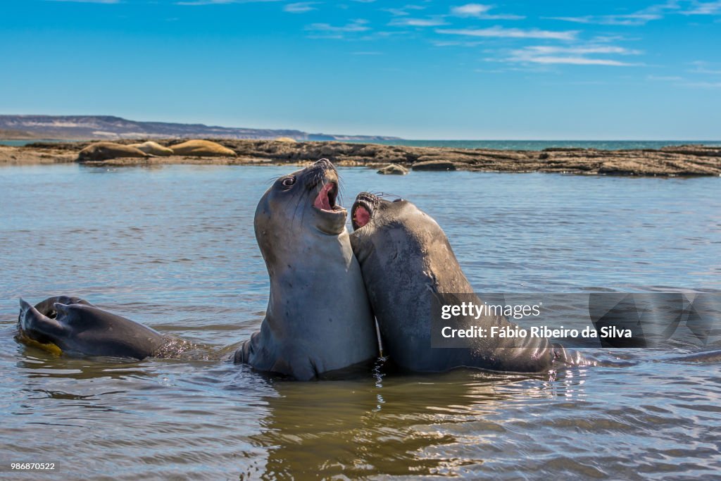 Southern Elephant Seal