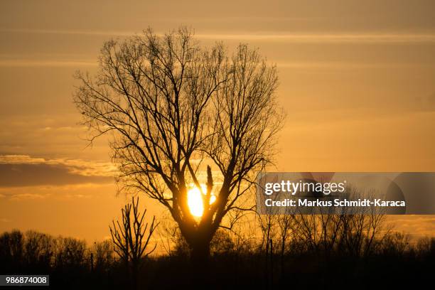 sunset in germany - markus schmidt stock pictures, royalty-free photos & images