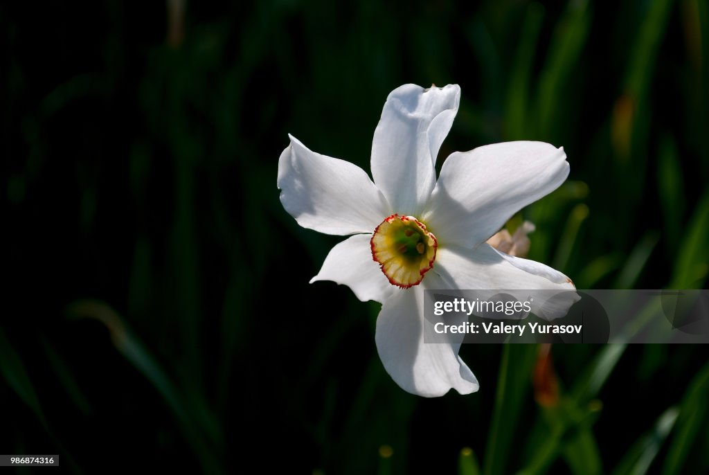 White narcissus flower on a dark background.