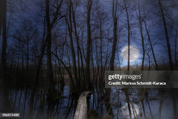 full moon over the swamps - markus schmidt stock pictures, royalty-free photos & images