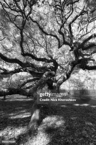 black and white photo of angel oak tree - angel oak tree stock-fotos und bilder