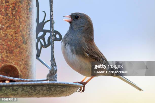 dark-eyed junco - dark eyed junco stock pictures, royalty-free photos & images