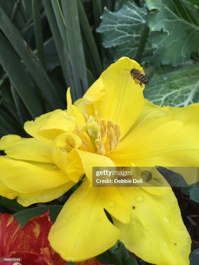 Spring in Flight