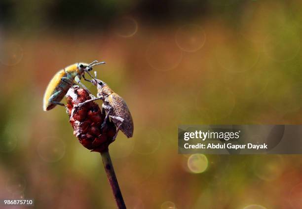 important discussion - dayak stock pictures, royalty-free photos & images