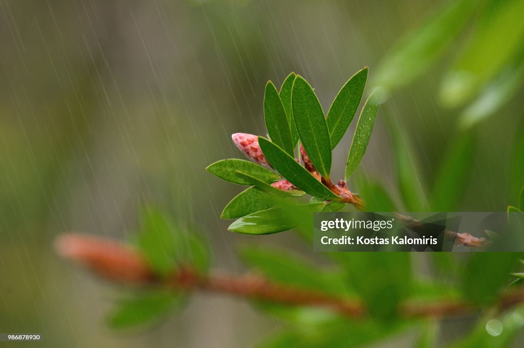 Callistemon