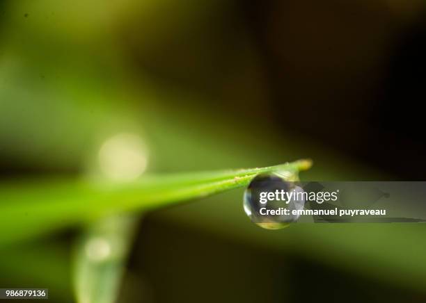 goutte d'eau - goutte stock pictures, royalty-free photos & images