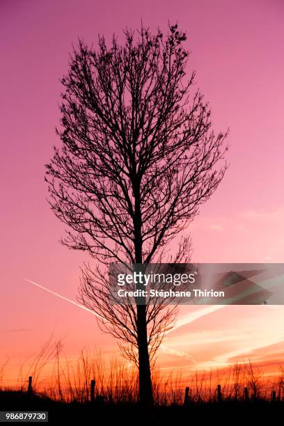 tree and sunset / arbre et coucher de soleil - coucher de soleil fotografías e imágenes de stock