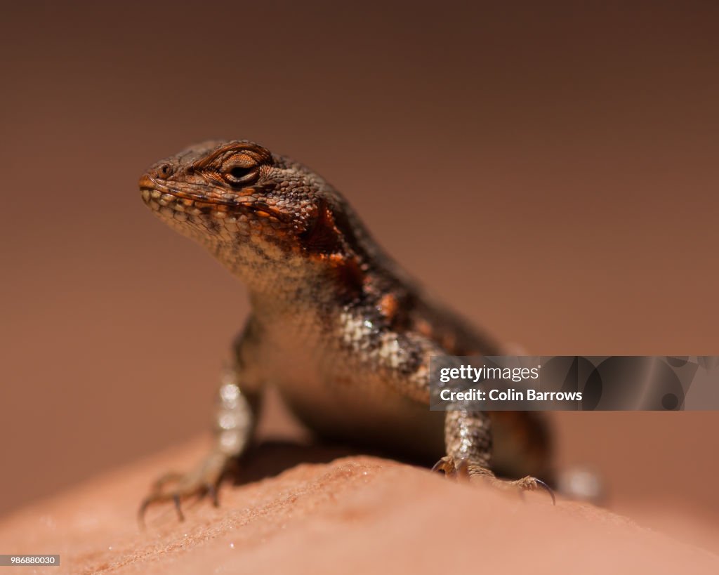 Common Sagebrush Lizard