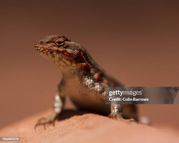 Common Sagebrush Lizard, 照片檔