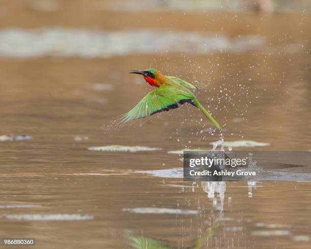 splash down - insectivora stock pictures, royalty-free photos & images