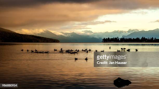 lake te anau with ducks - te anau stock pictures, royalty-free photos & images