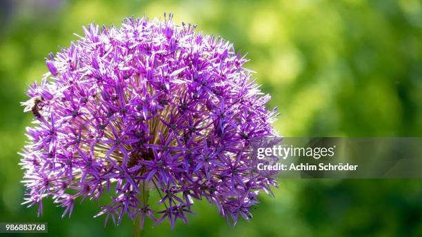 March Spring Fever 2,716 Spring Fever Stock Photos, High-Res Pictures, and Images - Getty ...