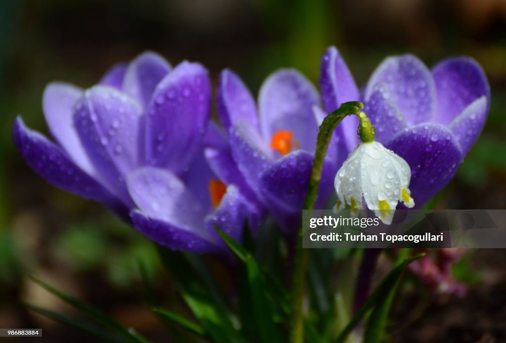 Spring Snowflake and Crocuses