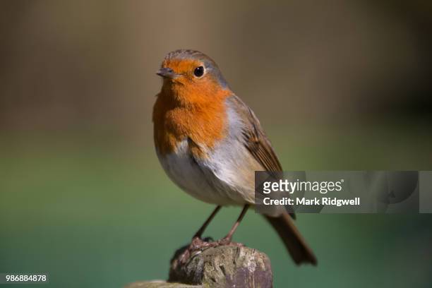robin on post - mark robins stock pictures, royalty-free photos & images