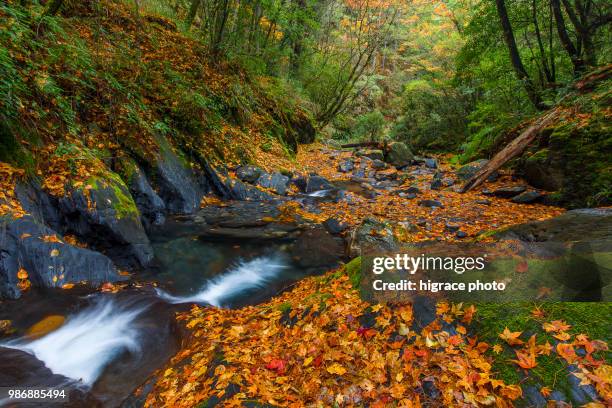 Taipei Fall 478 Taichung Park Stock Photos, High-Res Pictures, and Images - Getty ...