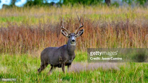 co deer - mule deer stock pictures, royalty-free photos & images