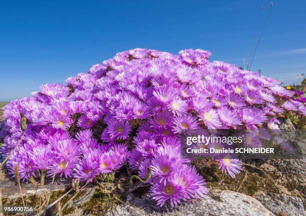 france, brittany, patch of pink hottentot figs on a granite rock - barrilha imagens e fotografias de stock