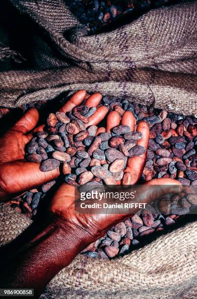 africa, togo, dried cocoa beans ready for dispatch - theobroma imagens e fotografias de stock