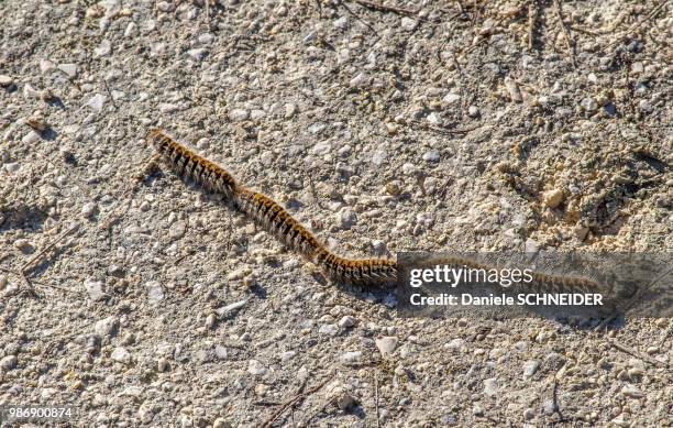 france, landes, pine processionary, thaumetopoea pityocampa - caterpillar stock pictures, royalty-free photos & images