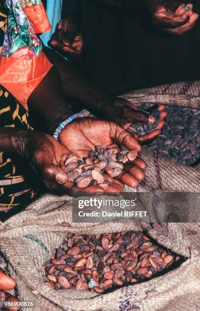 africa, togo, dried cocoa beans ready for dispatch - theobroma foto e immagini stock