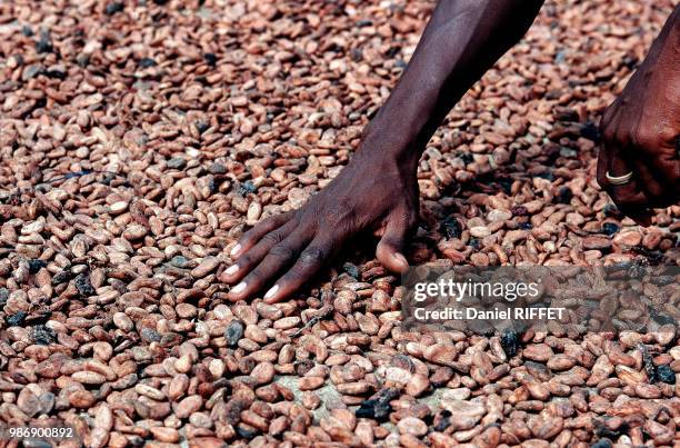 African Chocolate Coffee Beans photo