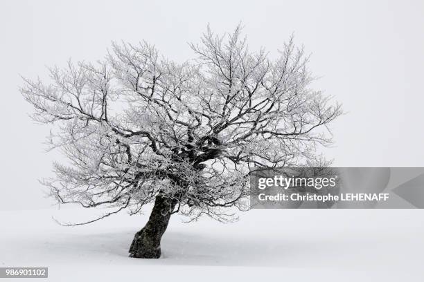 alsace. vosges. greater ballon d'alsace. haut rhin. ski resort le markstein. close up of a tree during a snow tempest. - snow tempest stock pictures, royalty-free photos & images