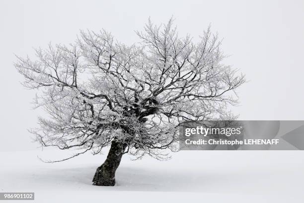 alsace. vosges. greater ballon d'alsace. haut rhin. ski resort le markstein. close up of a tree during a snow tempest. - haut rhin stock pictures, royalty-free photos & images