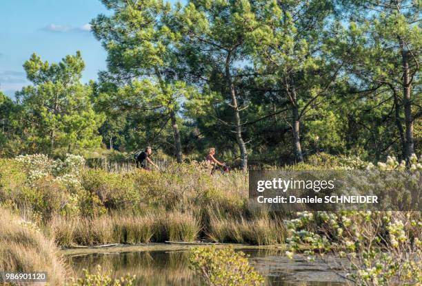 south west france, arcachon bay, the teich, a couple biking on the coast path - teich stock pictures, royalty-free photos & images