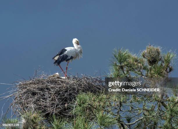 south west france, arcachon bay, teich ornithological park, white stork on its nest at the top of a pine - teich stock pictures, royalty-free photos & images