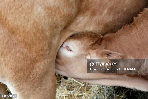 the seine and marne. coulommiers cheese. international exhibition with cheeses and the wines. calf charolais bull in its cattle shed sucking his/her mother. - charolais rind stock-fotos und bilder