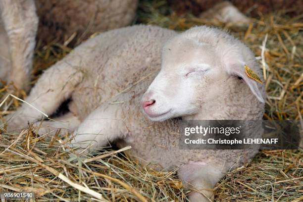 the seine and marne. coulommiers cheese. international exhibition with cheeses and the wines. young sheep romance in its cattle shed resting. - sleeping sheep stock pictures, royalty-free photos & images