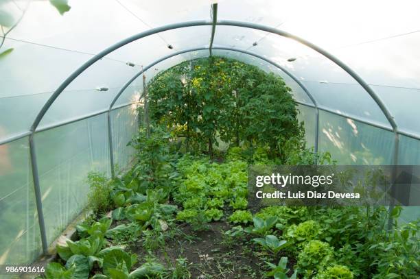 lettuces and vegetables grow in a greenhouse - starry flounder stock pictures, royalty-free photos & images
