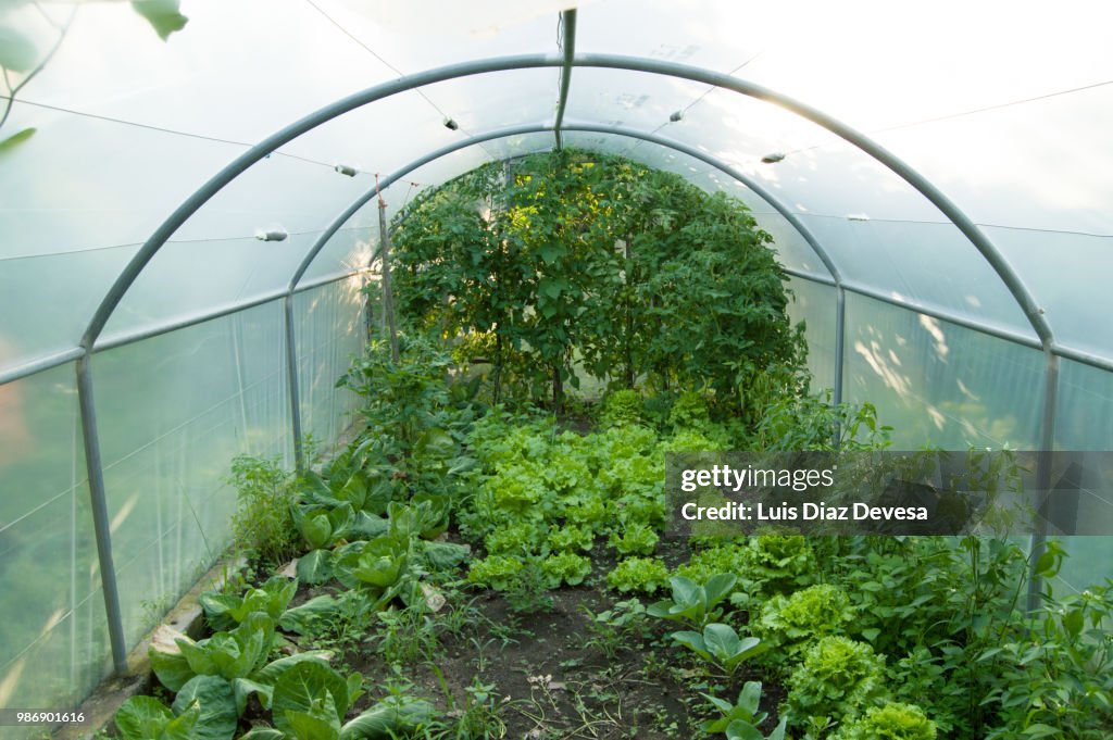 Lettuces and vegetables grow in a greenhouse