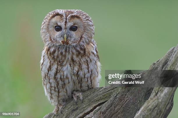 tawny owl - tawny bildbanksfoton och bilder