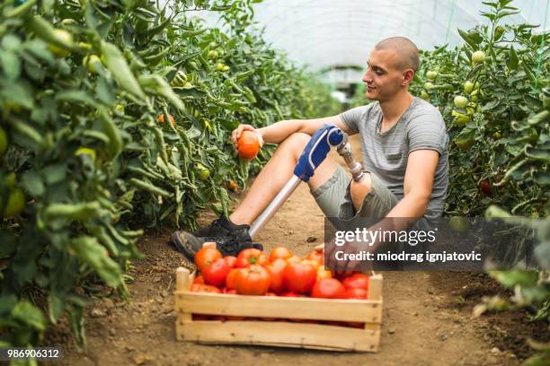 man with prosthetic leg resting after a long day of harvesting - beautiful long legs imagens e fotografias de stock