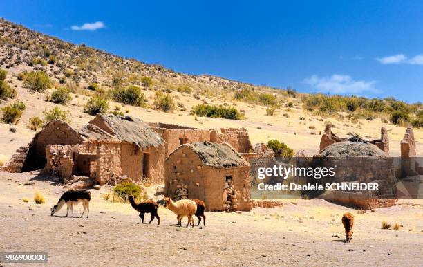 bolivia, south america, sajama national park, llamas herd in a village - altiplano stock pictures, royalty-free photos & images